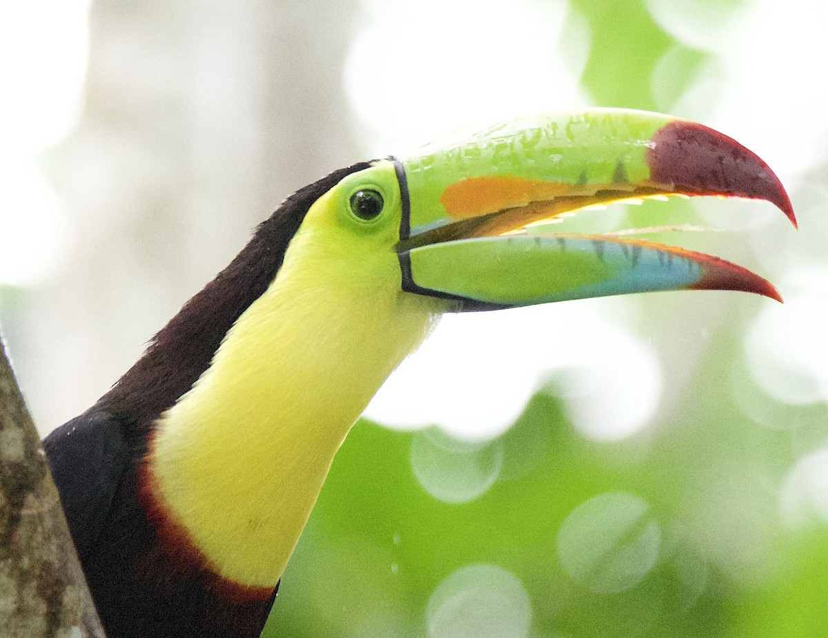 Keel-billed Toucan - ML647138596