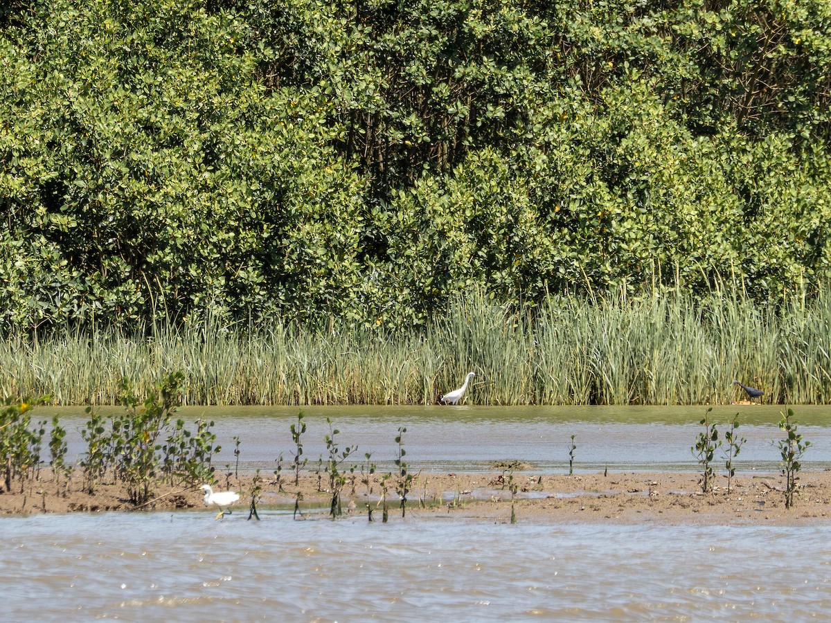 Snowy Egret - ML647138597