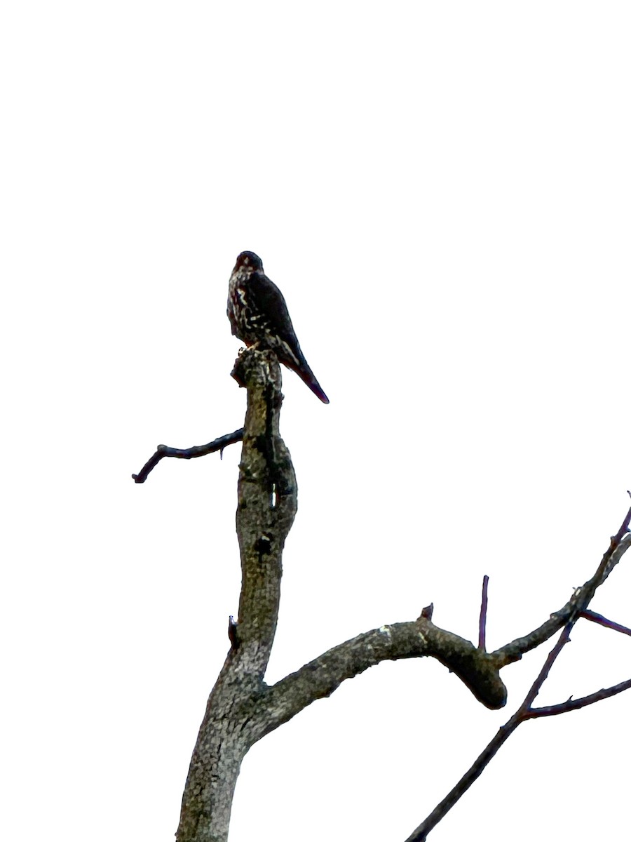 灰背隼 - ML647138598