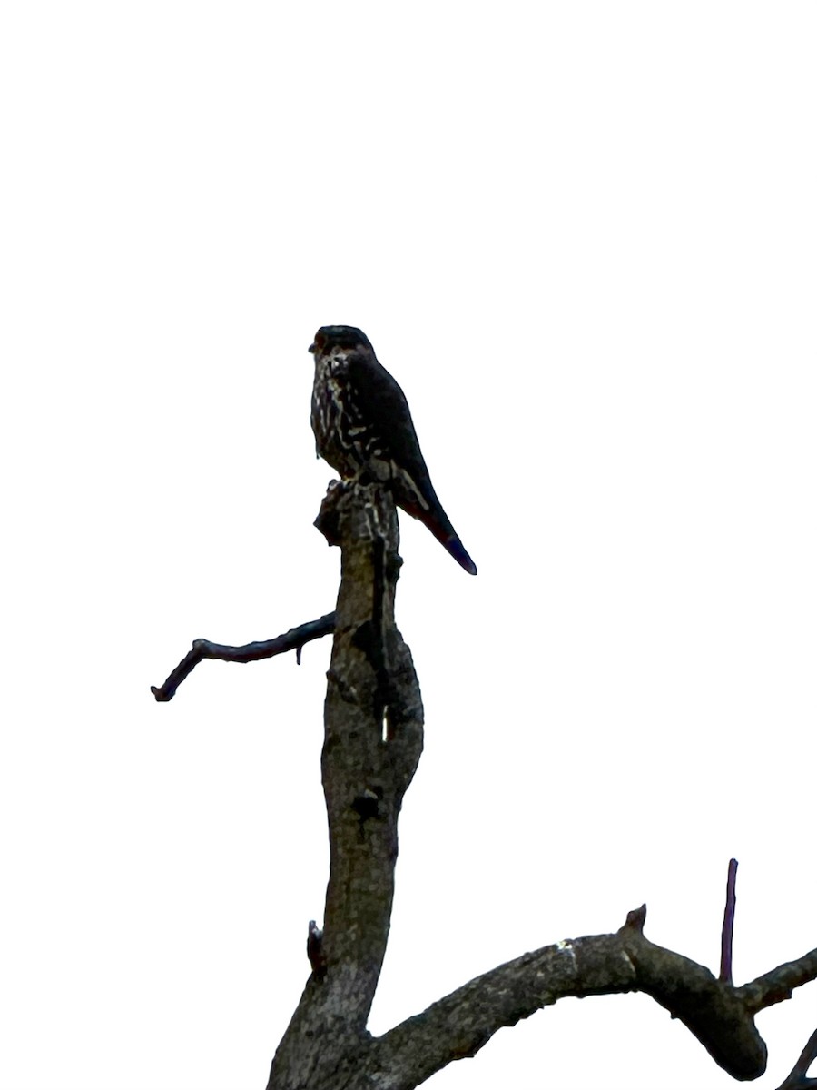 灰背隼 - ML647138599