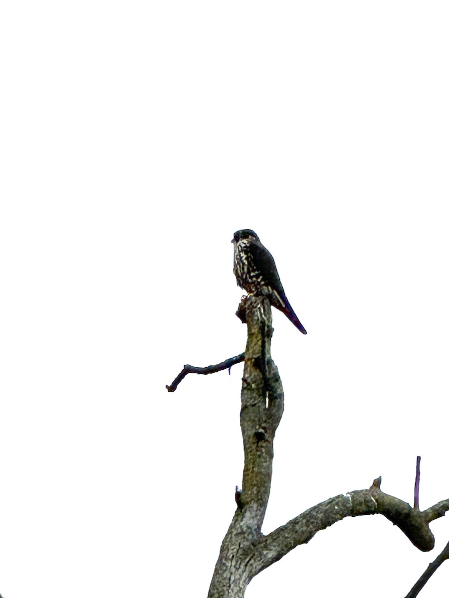 灰背隼 - ML647138600