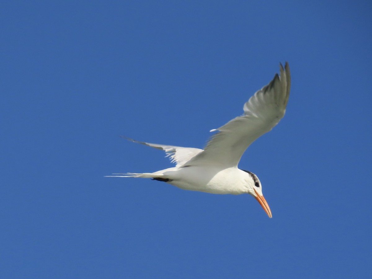 Royal Tern - ML647138602