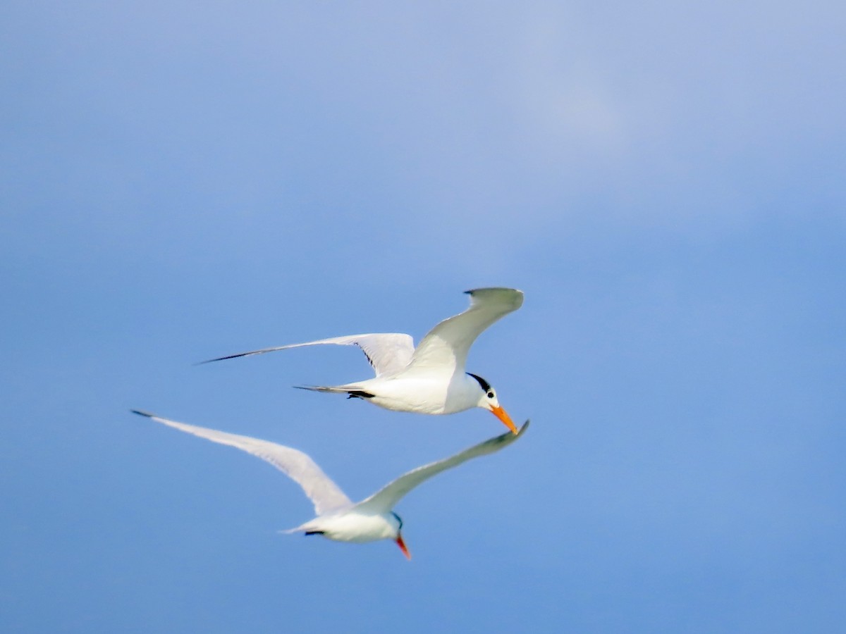 Royal Tern - ML647138603