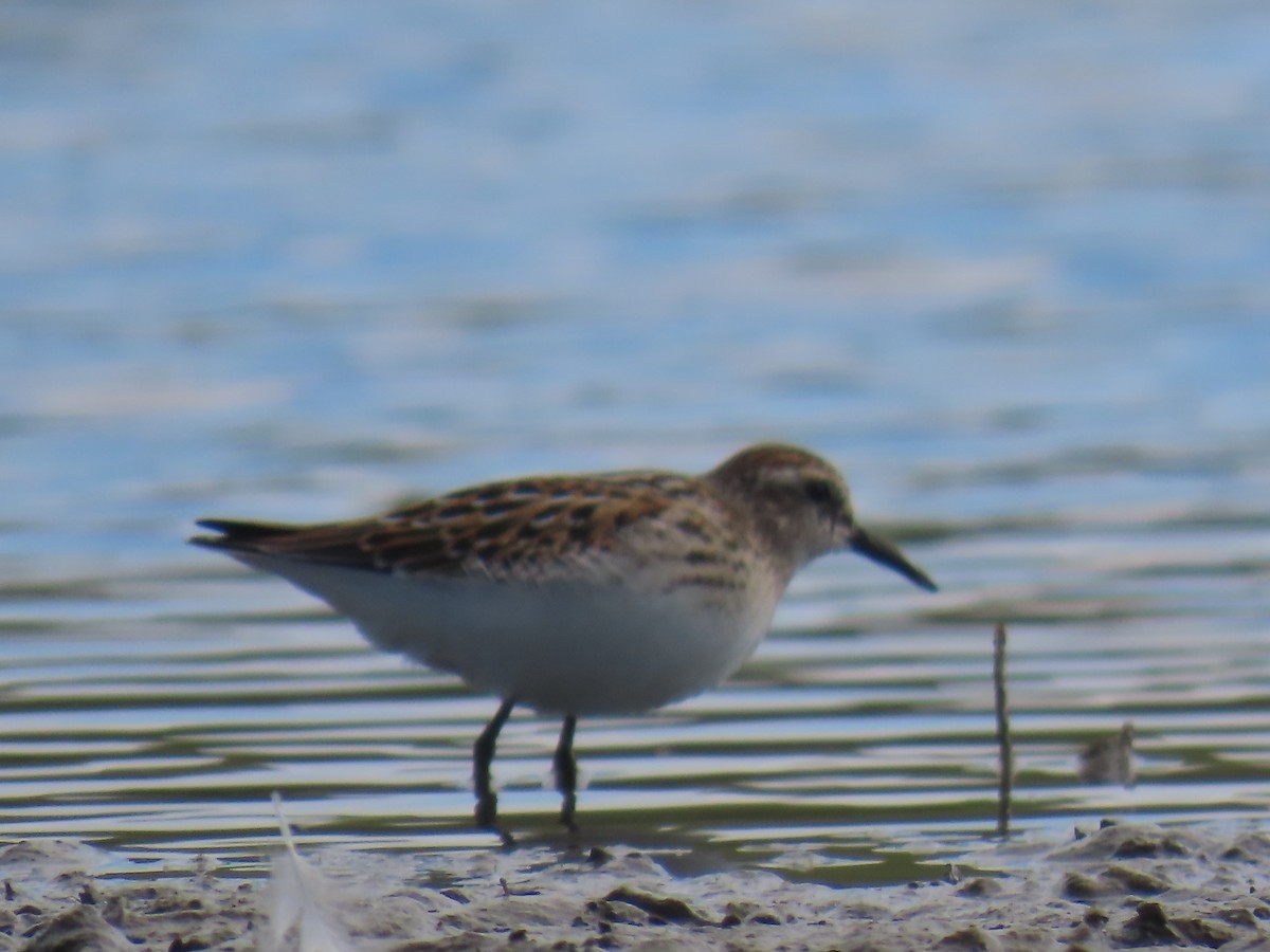 Least Sandpiper - ML647138604