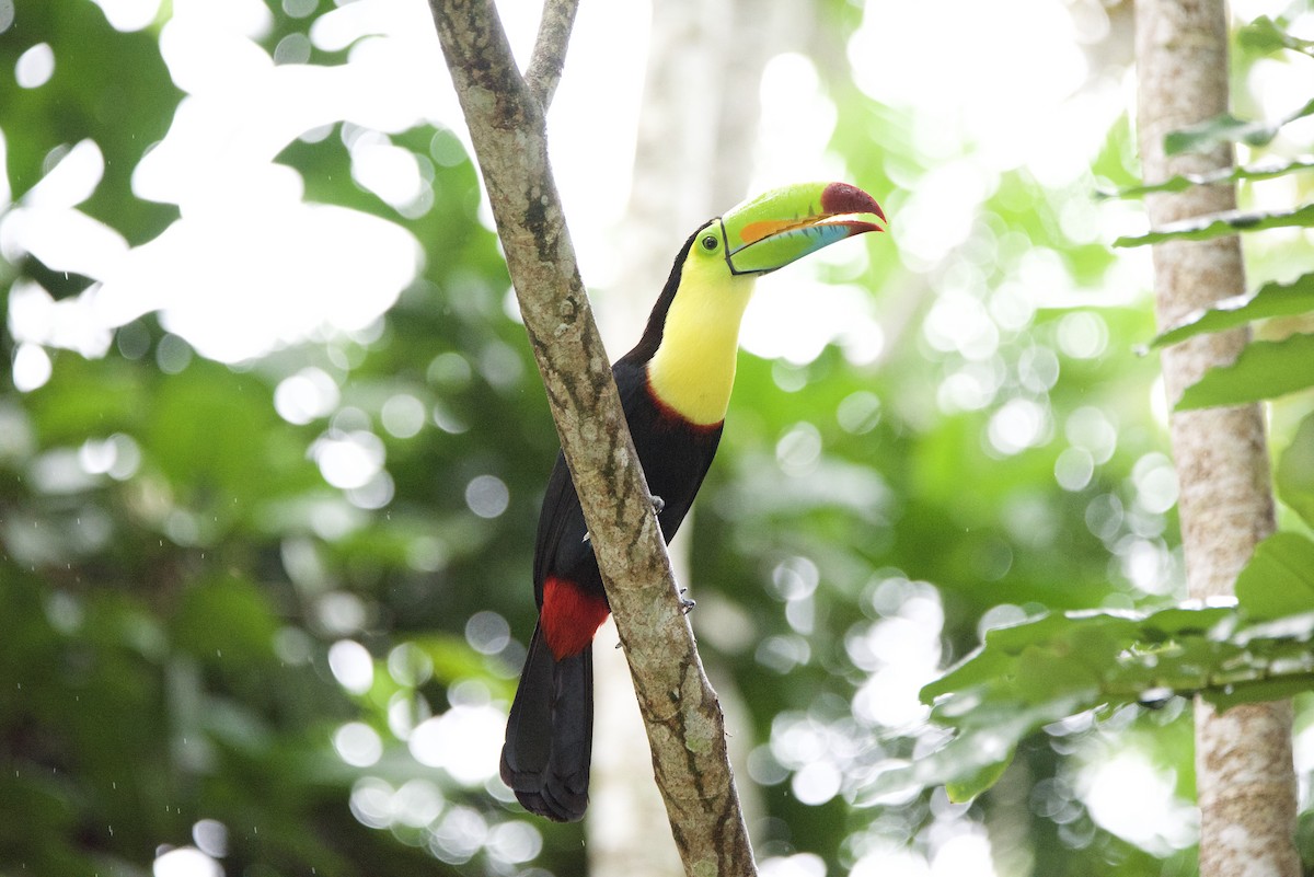 Тукан жовтогорлий - ML647138606