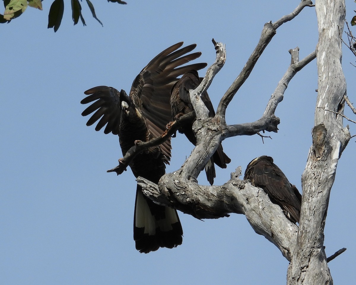 Baudin's Black-Cockatoo - ML647138607