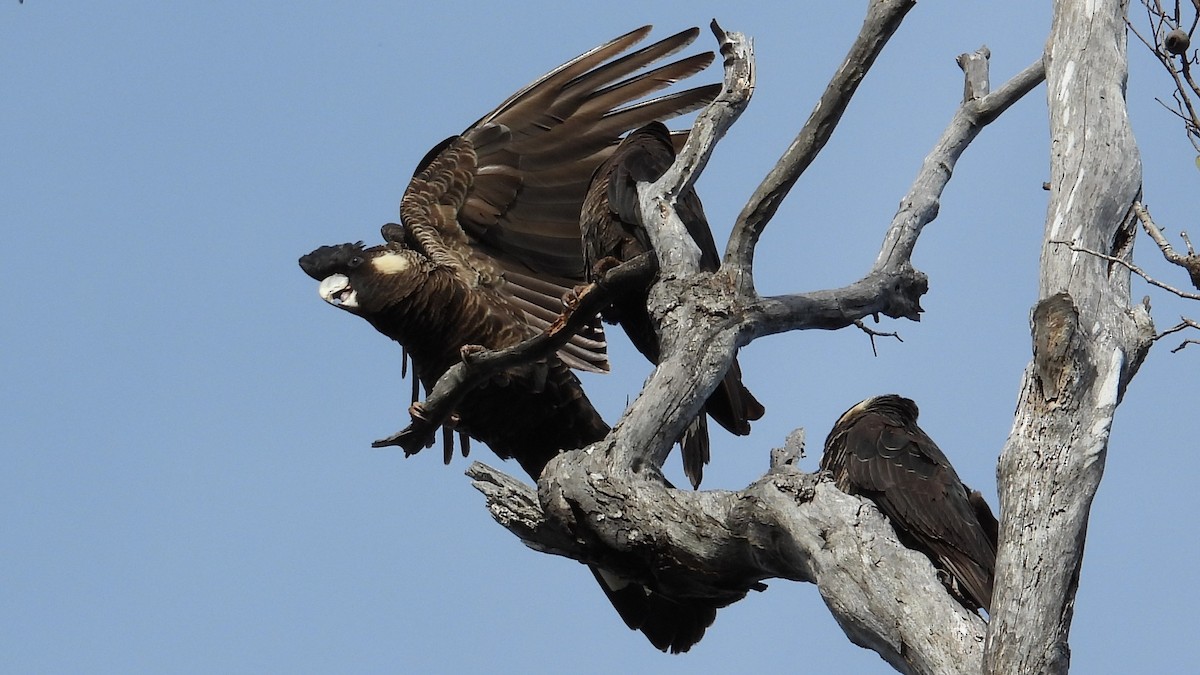 Baudin's Black-Cockatoo - ML647138608