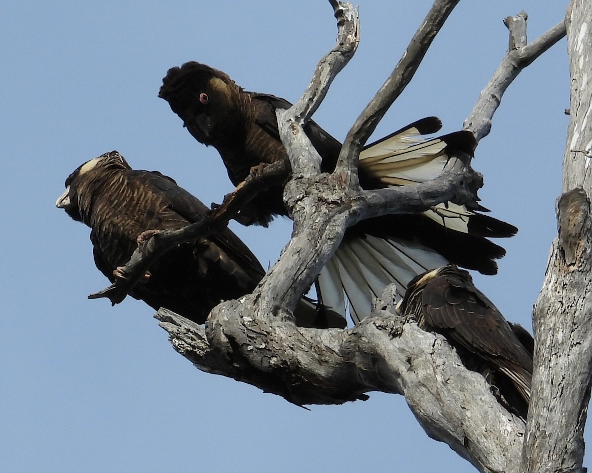 Baudin's Black-Cockatoo - ML647138609