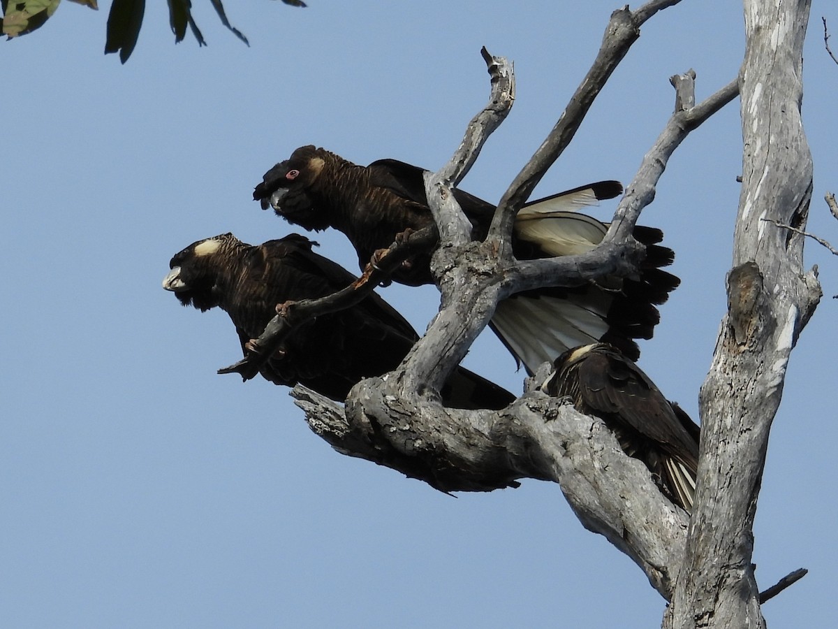 Baudin's Black-Cockatoo - ML647138610
