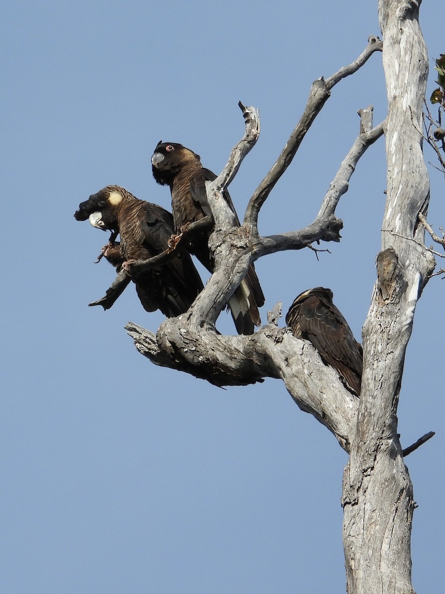 Baudin's Black-Cockatoo - ML647138611