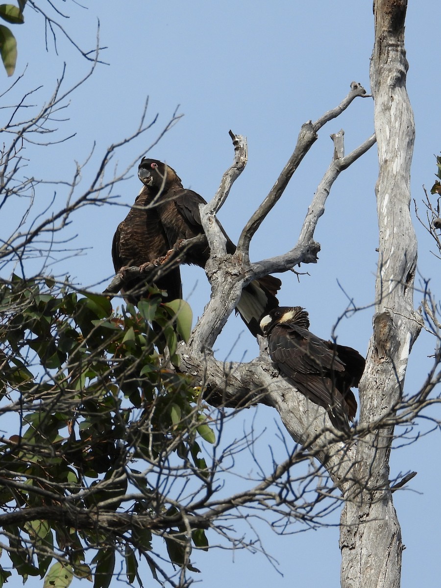 Baudin's Black-Cockatoo - ML647138622
