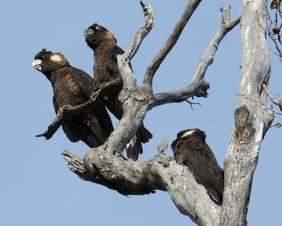 Baudin's Black-Cockatoo - ML647138624