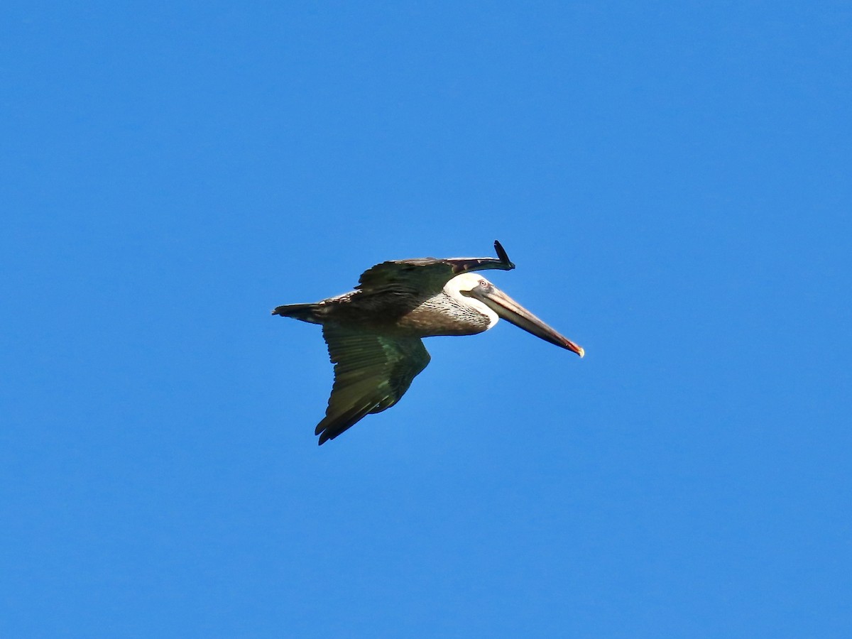 Brown Pelican - ML647138626
