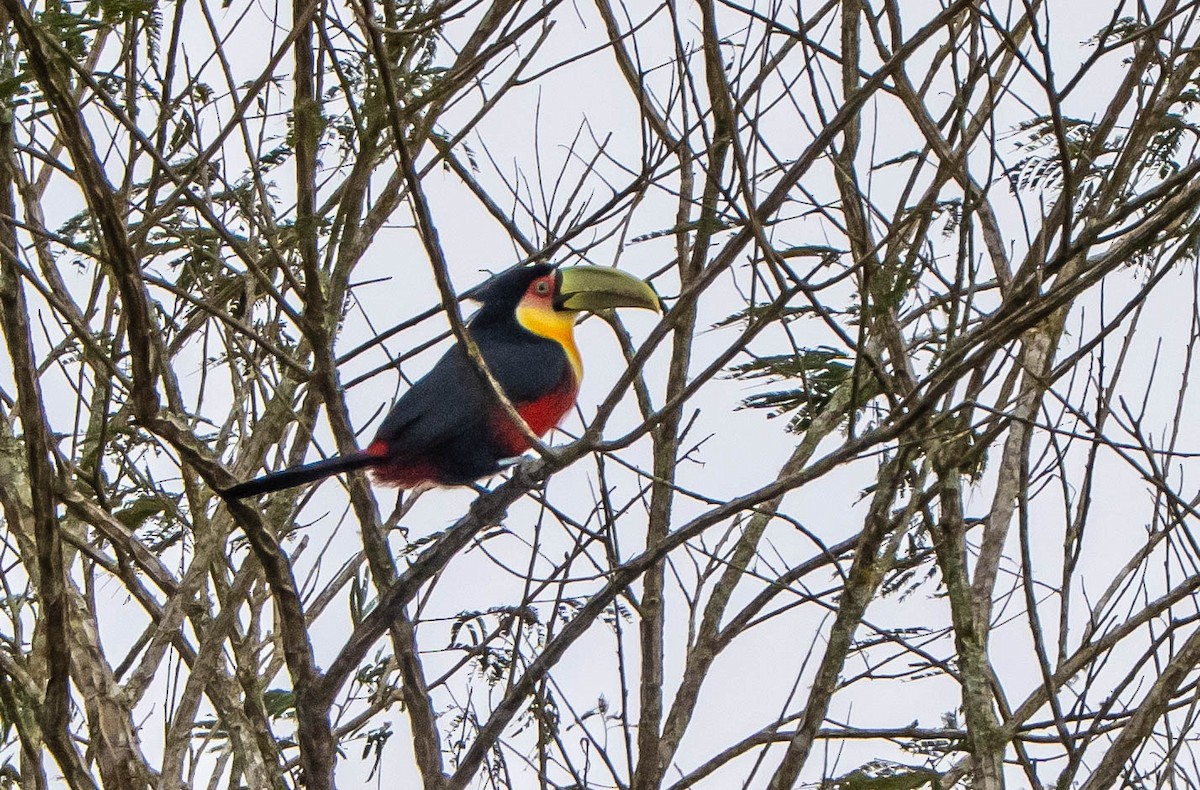 Red-breasted Toucan - ML647138634