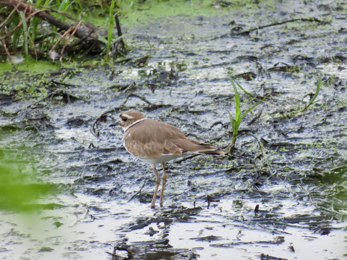 Killdeer - ML647138677