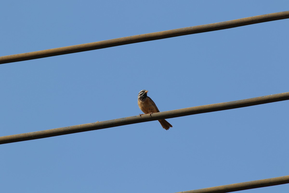 Cinnamon-breasted Bunting - ML647138678