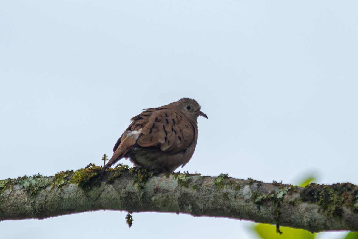 Ruddy Ground Dove - ML647138679
