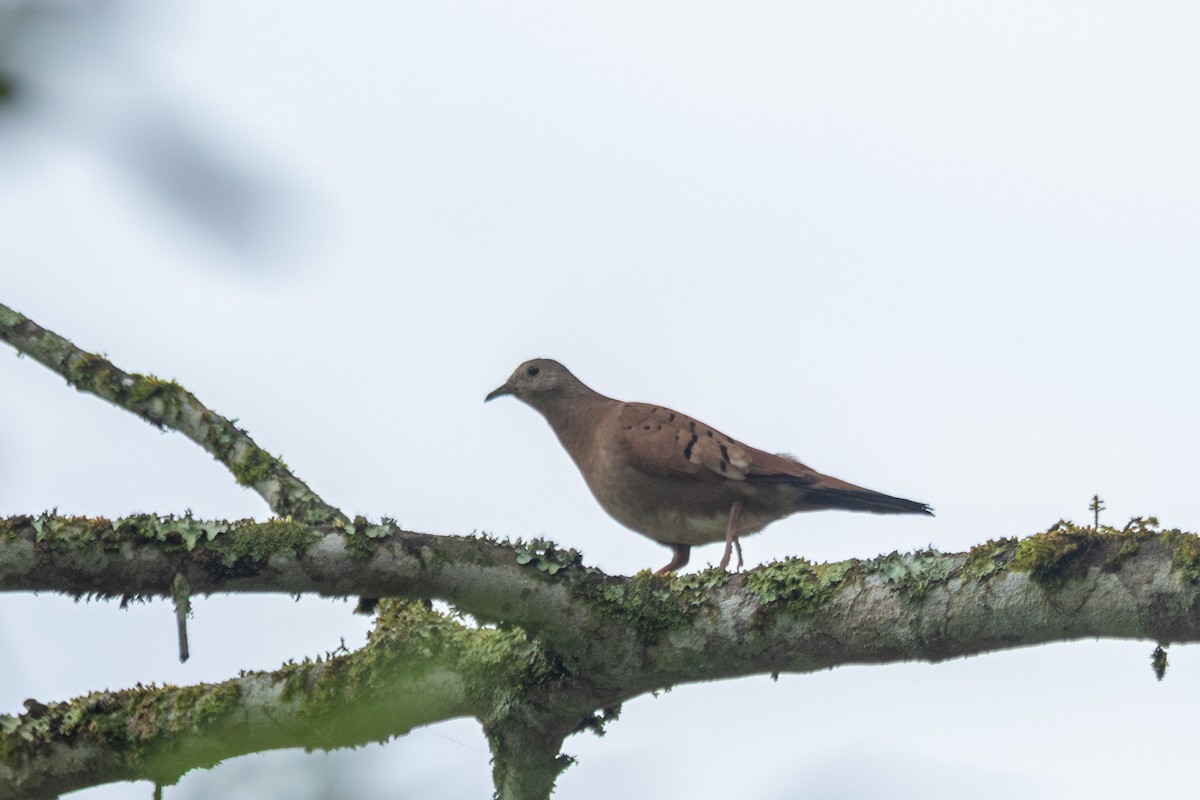 Ruddy Ground Dove - ML647138680