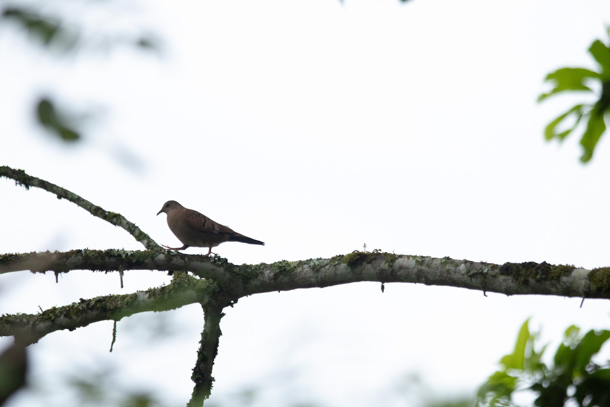 Ruddy Ground Dove - ML647138681