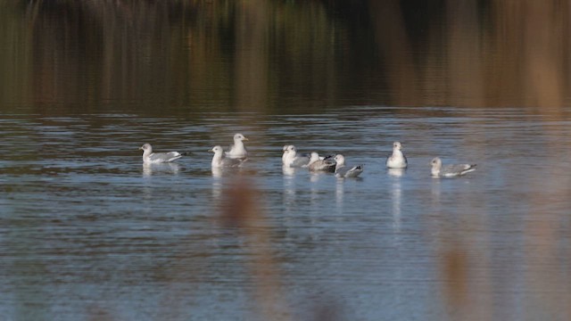 Short-billed Gull - ML647138688