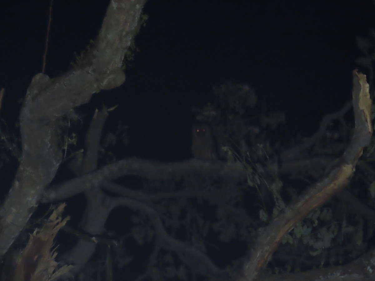 Jamaican Owl - ML647138700