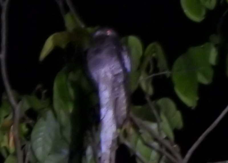 White-winged Potoo - ML647138701