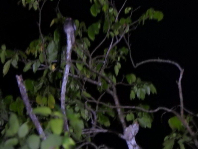 White-winged Potoo - ML647138702