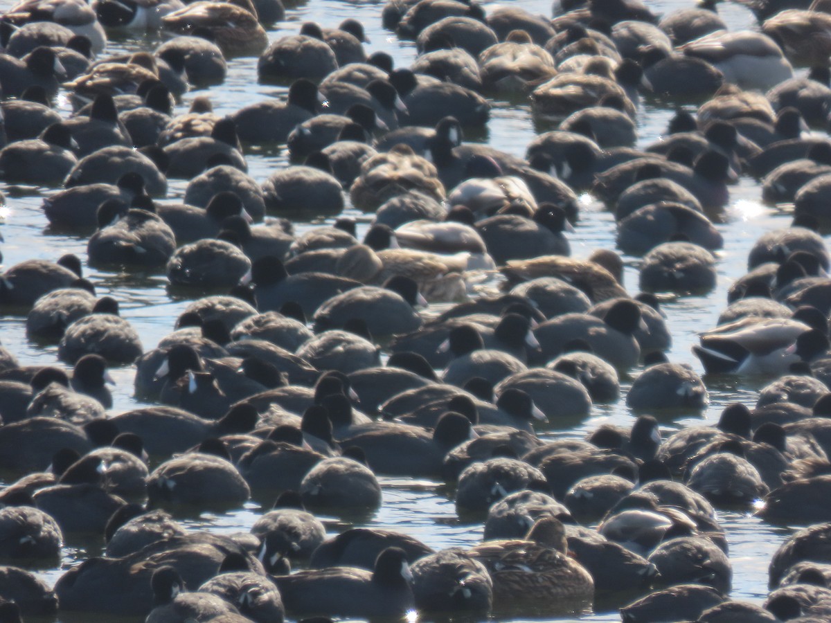 American Coot - ML647138707