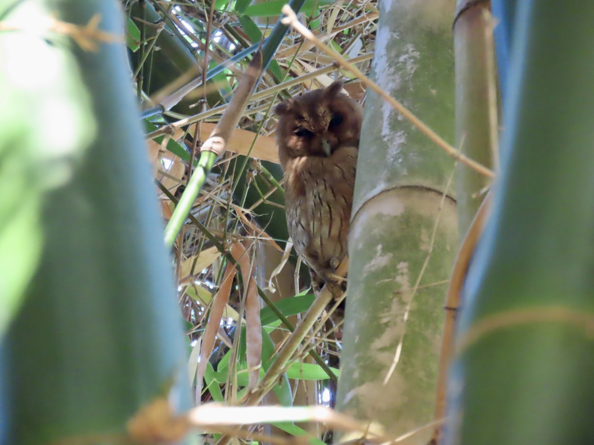 Jamaican Owl - ML647138711