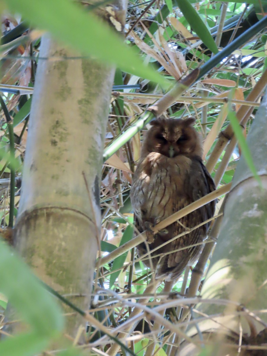 Jamaican Owl - ML647138712