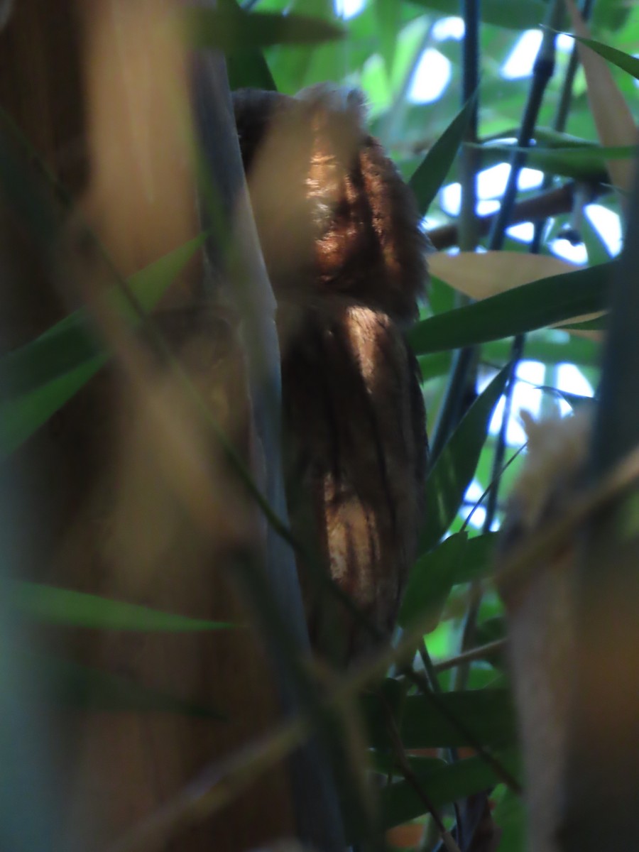 Jamaican Owl - ML647138713