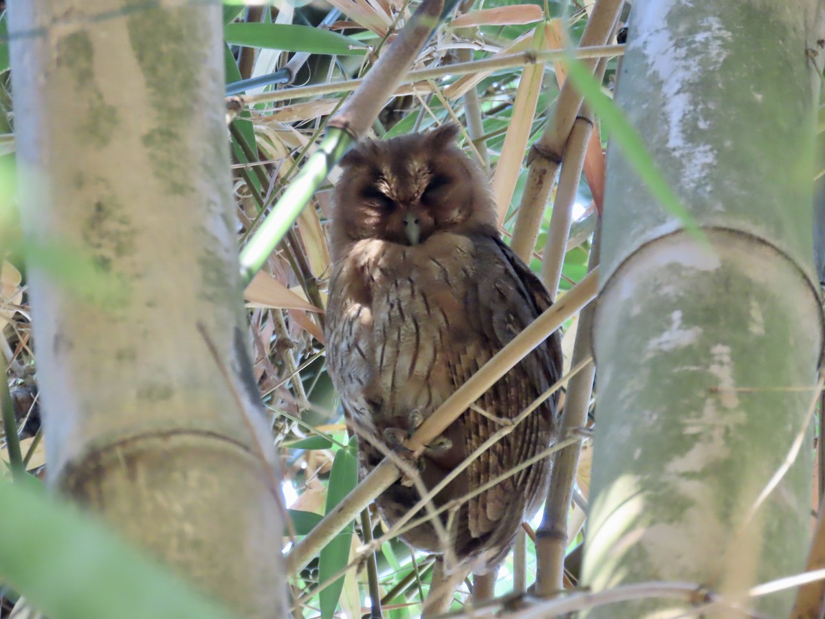 Jamaican Owl - ML647138714