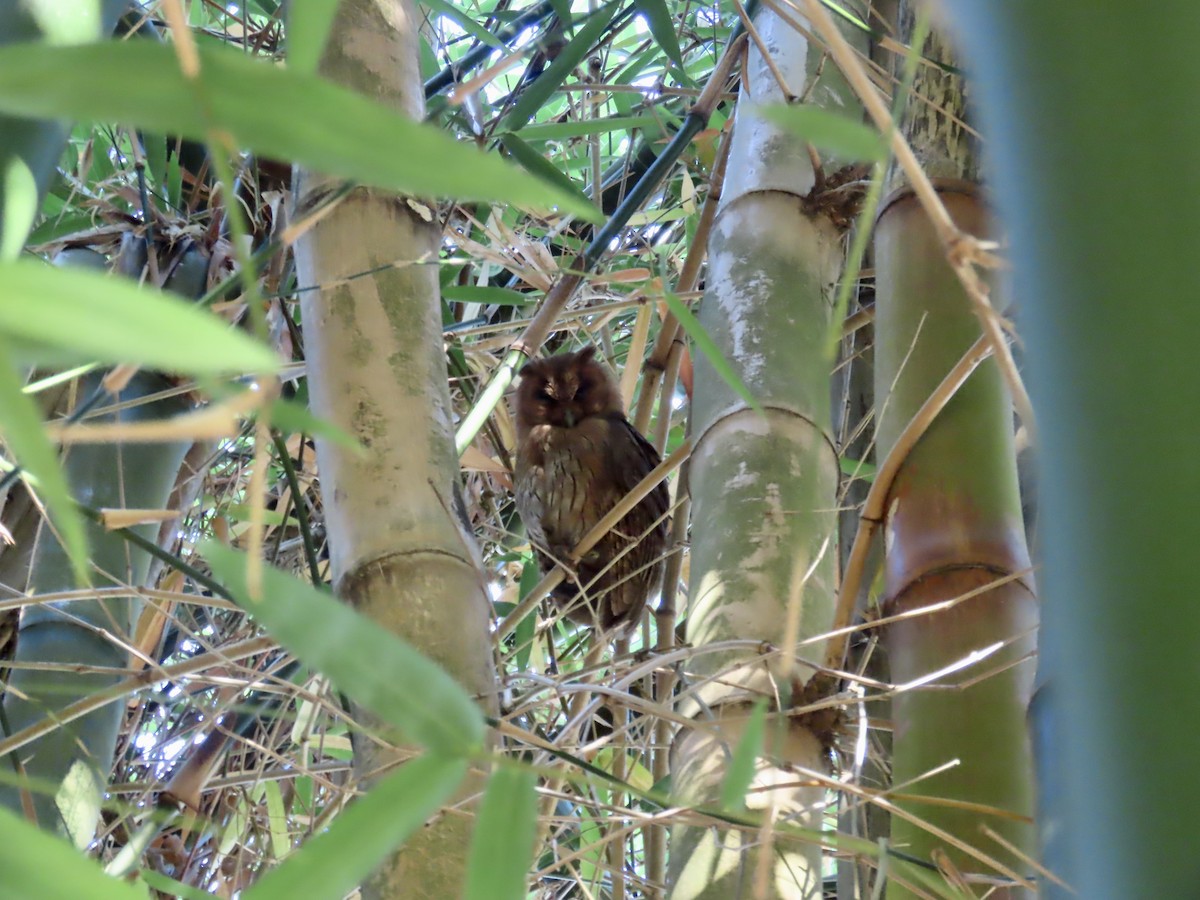 Jamaican Owl - ML647138715