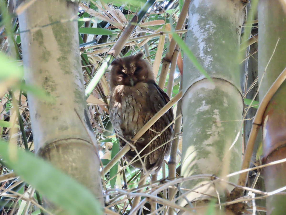 Jamaican Owl - ML647138716