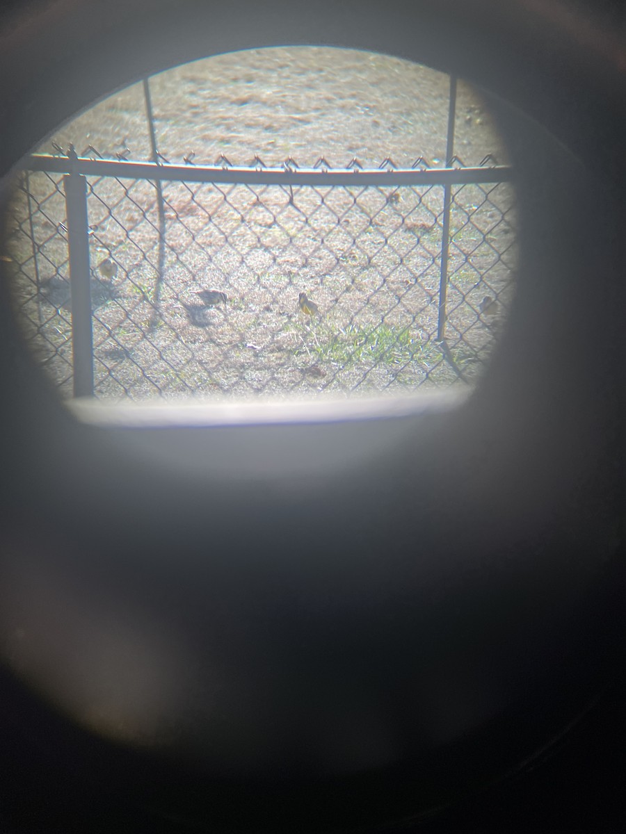 Eastern Meadowlark - ML647138717