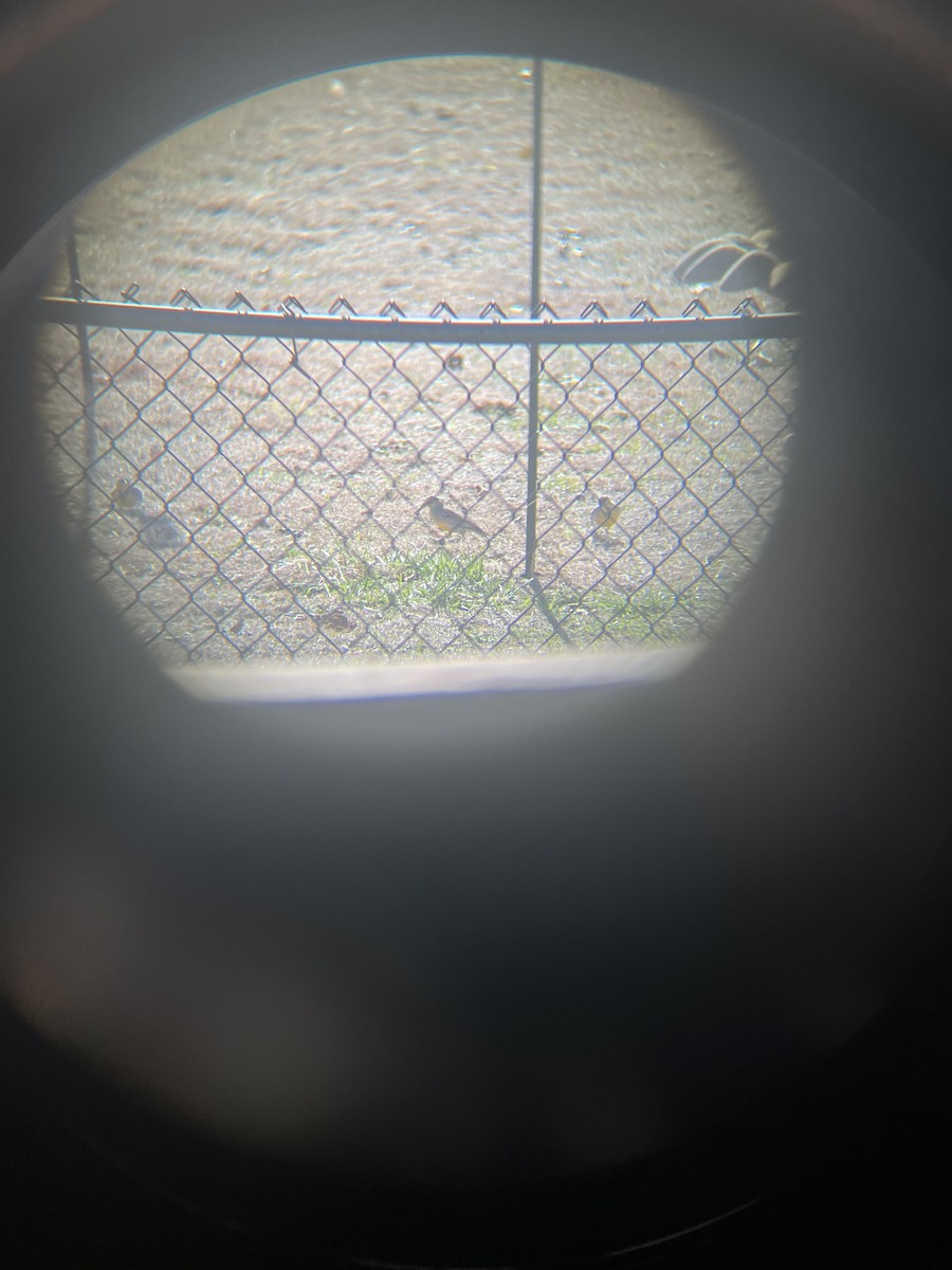 Eastern Meadowlark - ML647138718