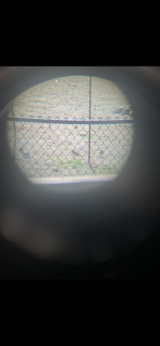 Eastern Meadowlark - ML647138719