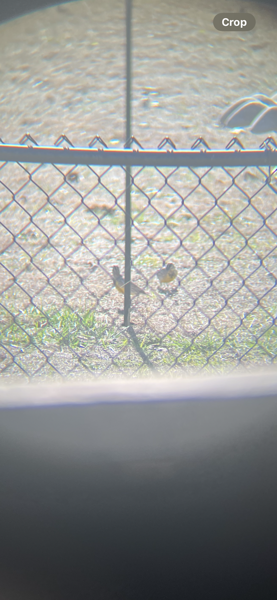 Eastern Meadowlark - ML647138720