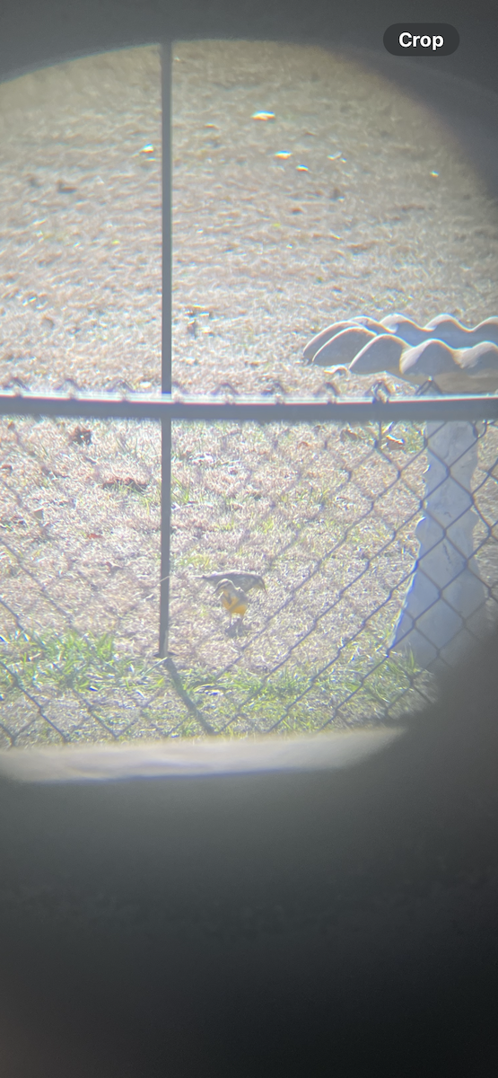 Eastern Meadowlark - ML647138721