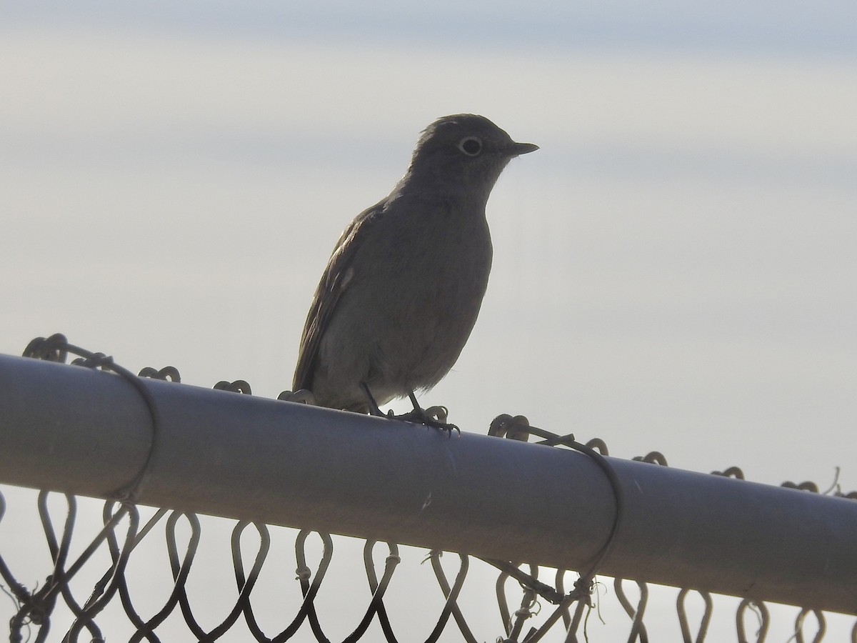 Townsend's Solitaire - ML647138722