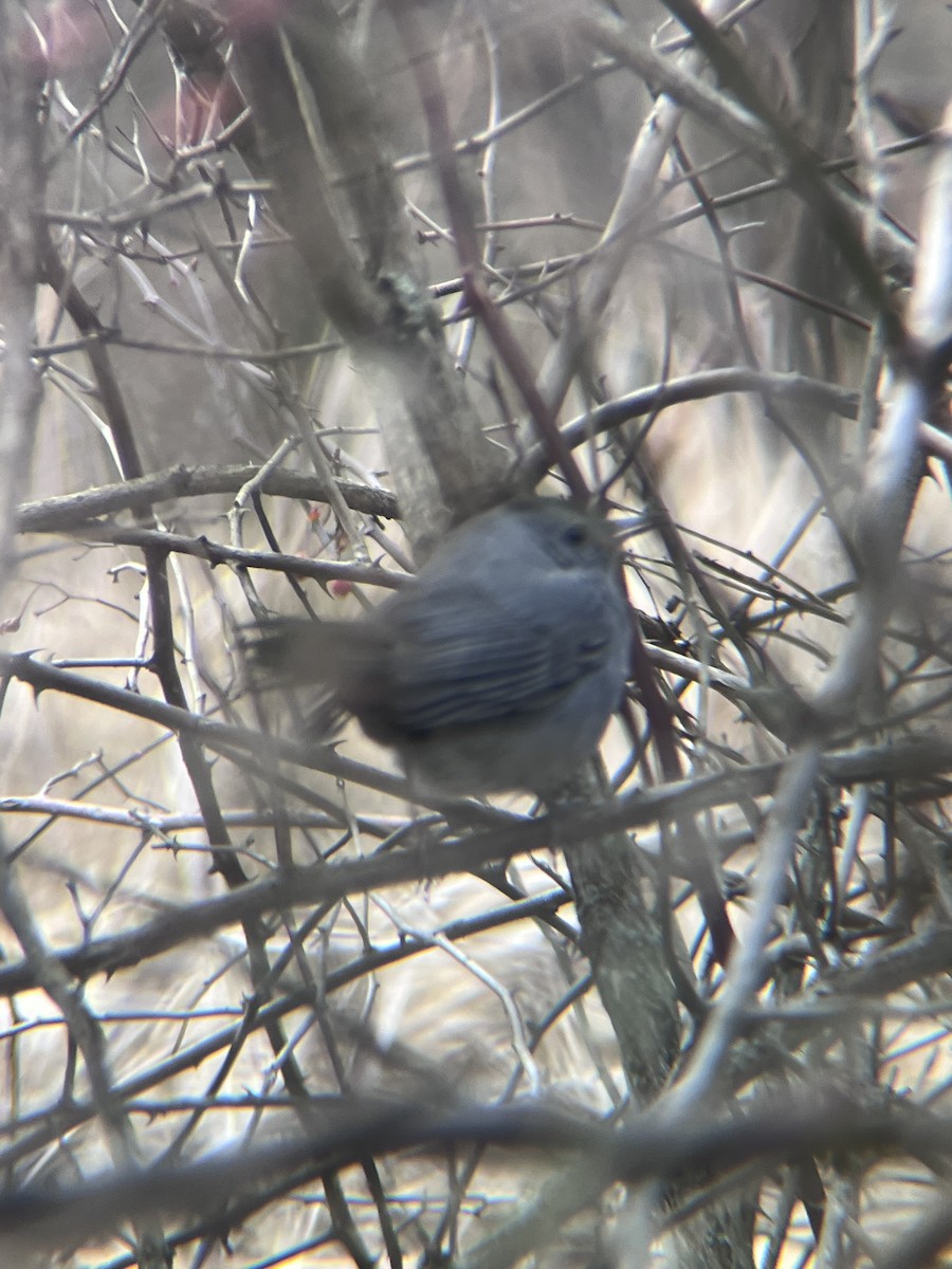 Gray Catbird - ML647138726
