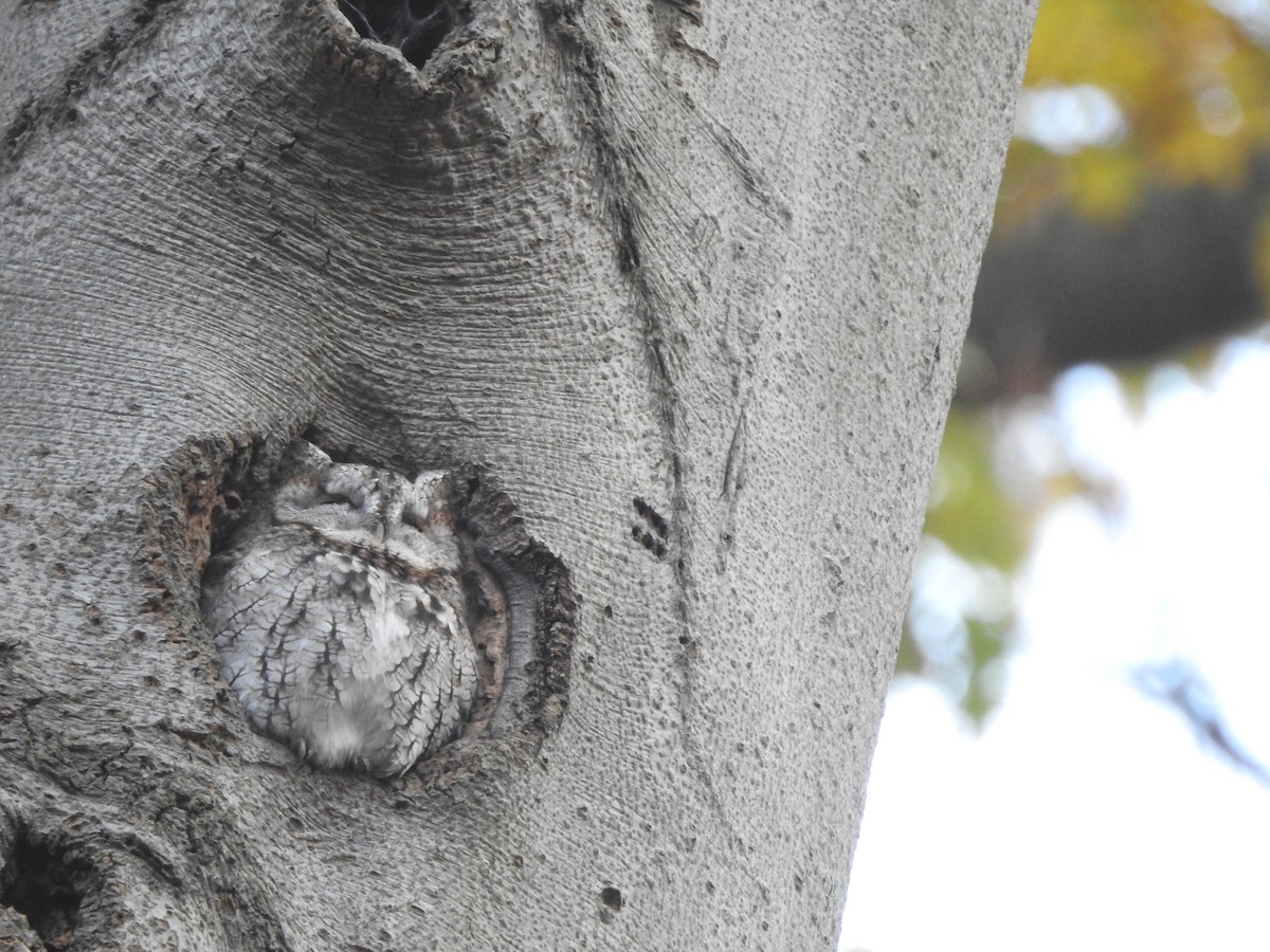Eastern Screech-Owl - ML647138728