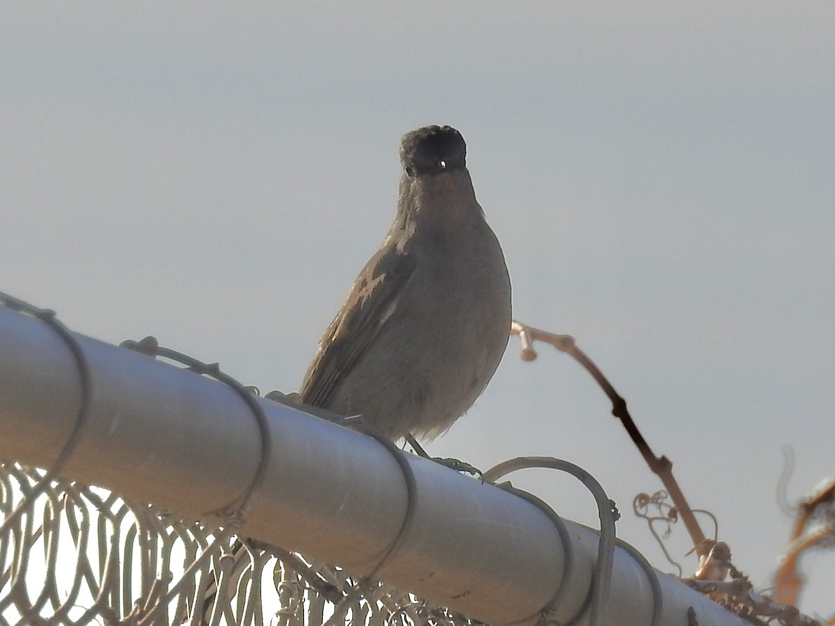 Townsend's Solitaire - ML647138730