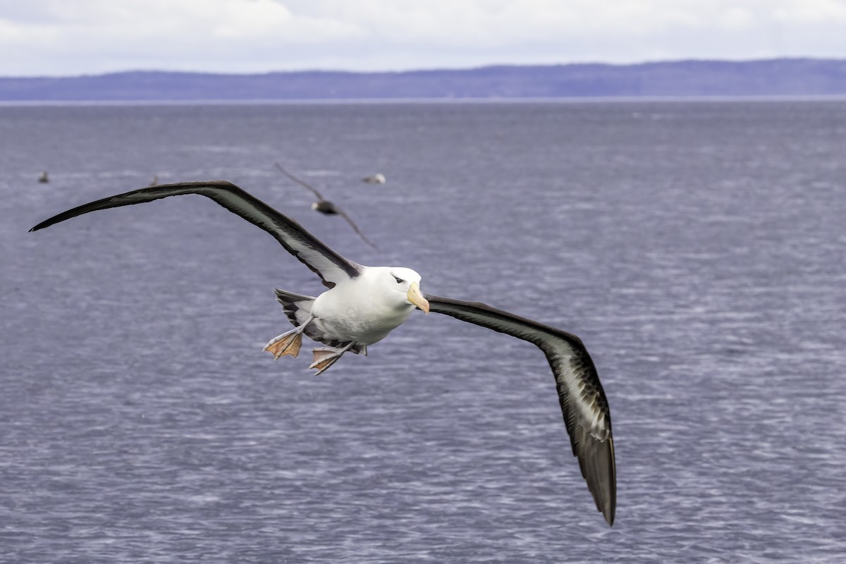 Black-browed Albatross - ML647138742