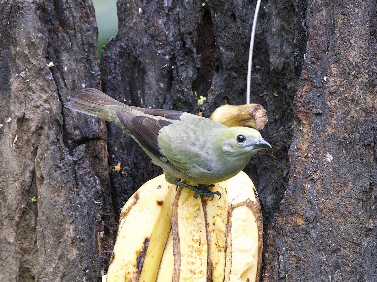 Palm Tanager - ML647138750