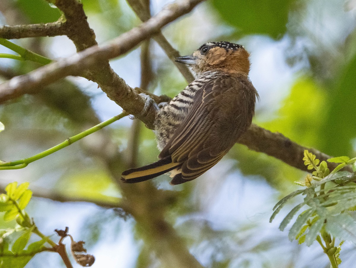 Ochre-collared Piculet - ML647138751