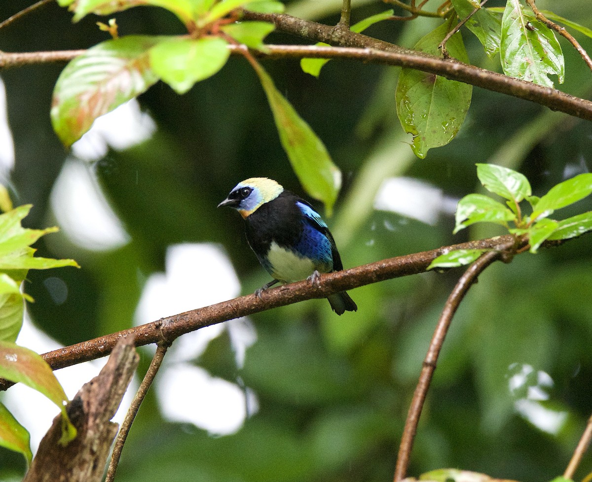 Золотистоголовая танагра - ML647138758