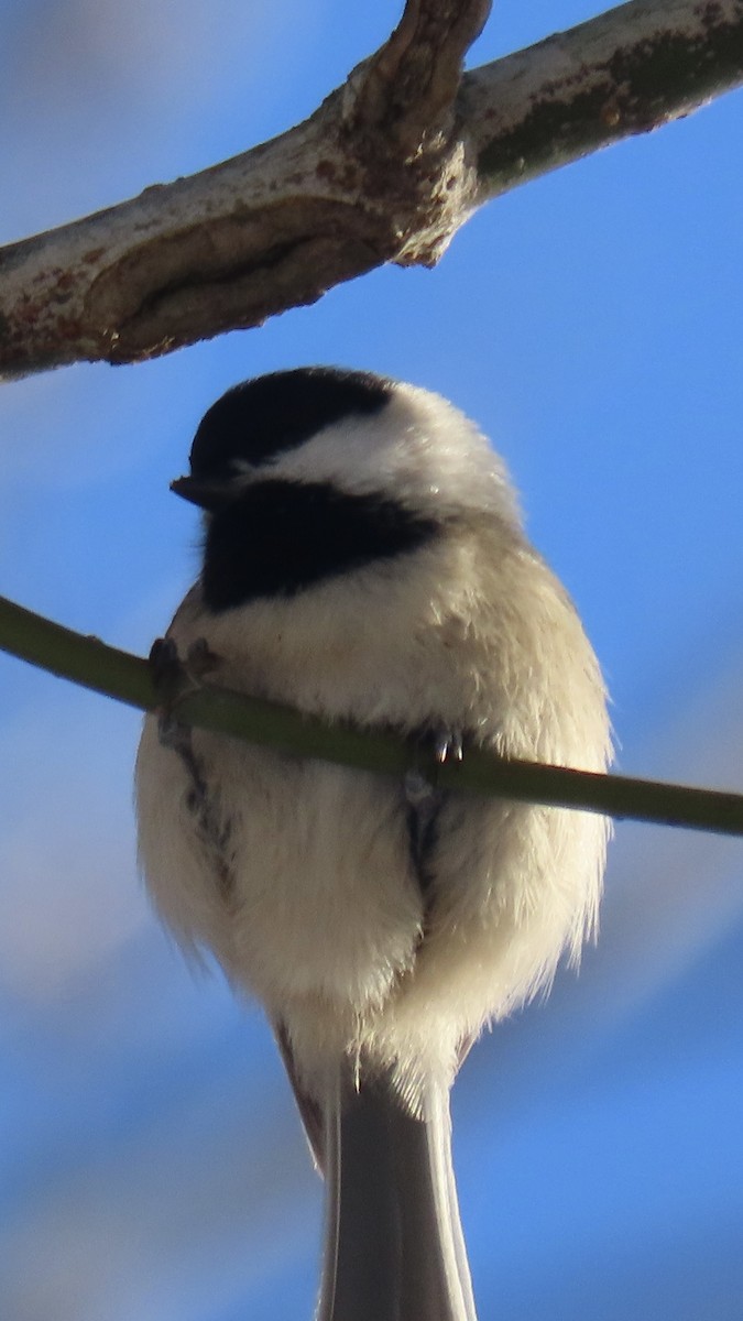Carolina Chickadee - ML647138769