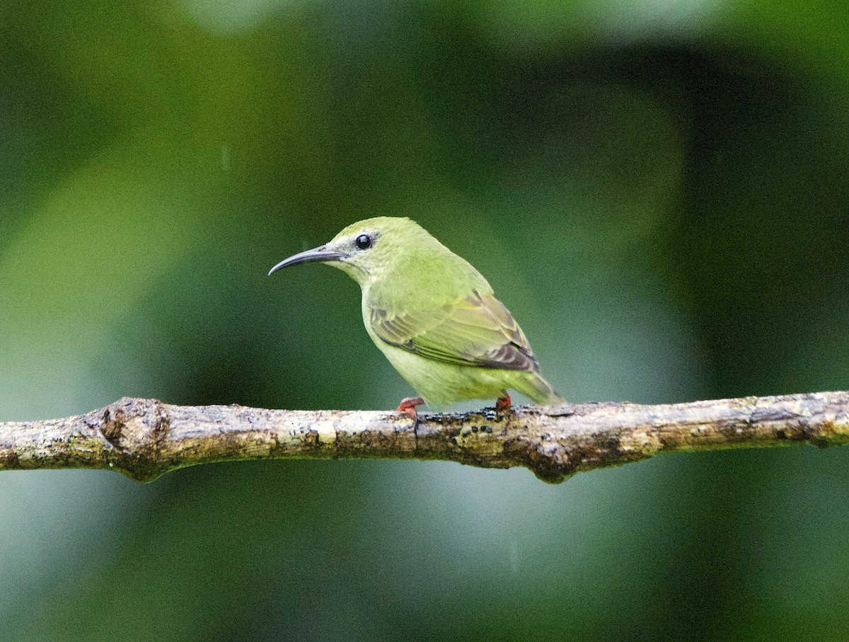 Танагра-медоїд бірюзова - ML647138781