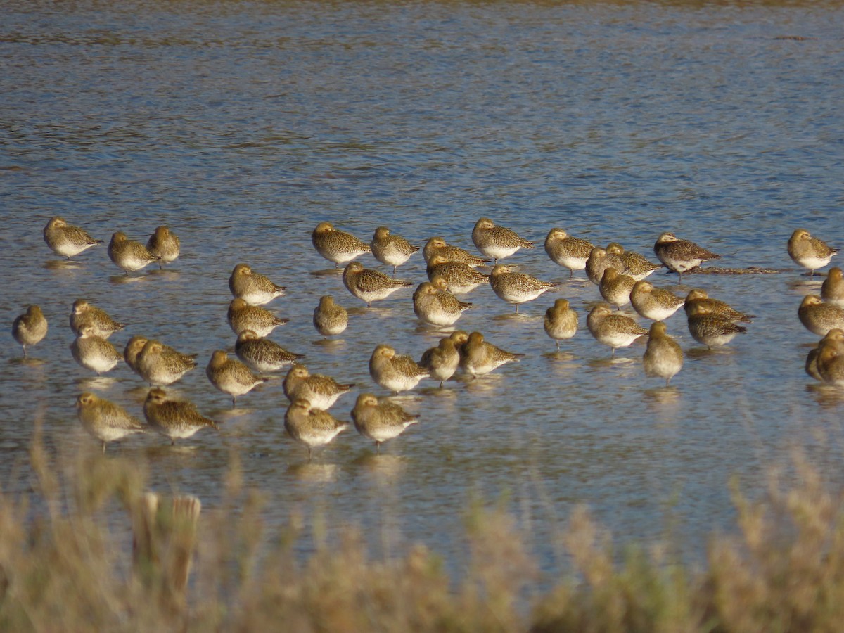Сивка звичайна - ML647138785